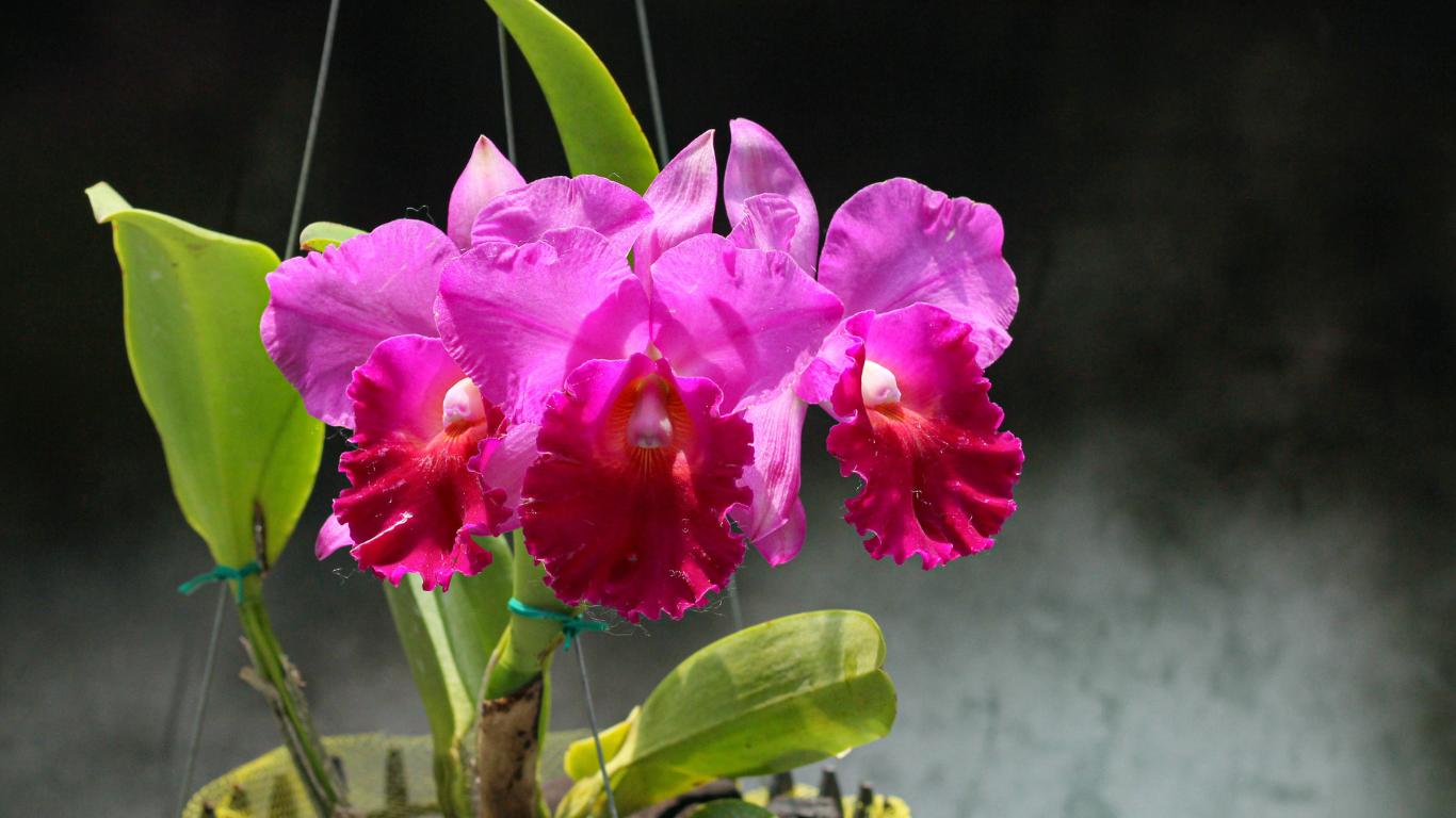ORCHIDEE PRESTO DISPONIBILI