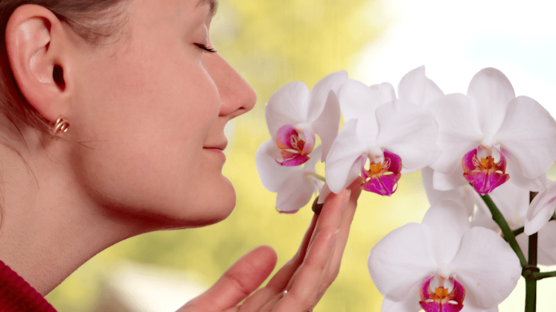 Orchidee Profumate - Flogheter