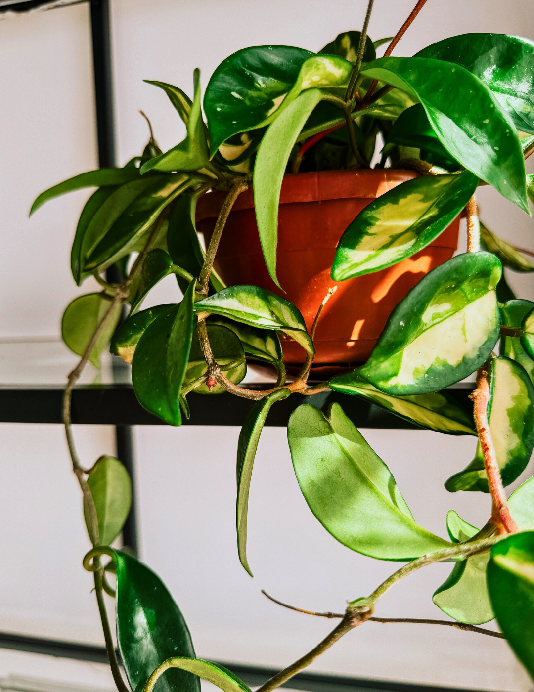 Hoya Carnosa Tricolor Ø14