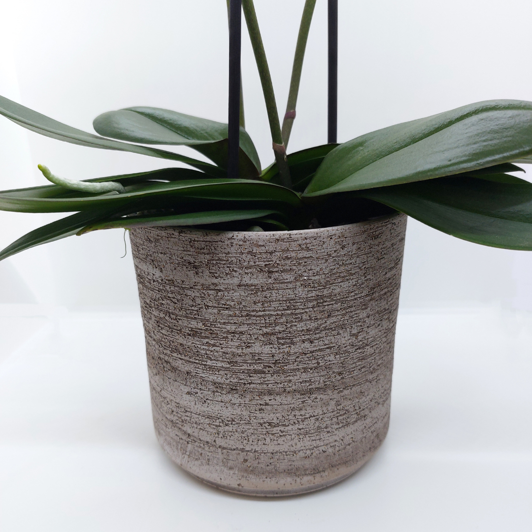 Vaso Ceramica &quot;Etruria&quot; Classico 21cm