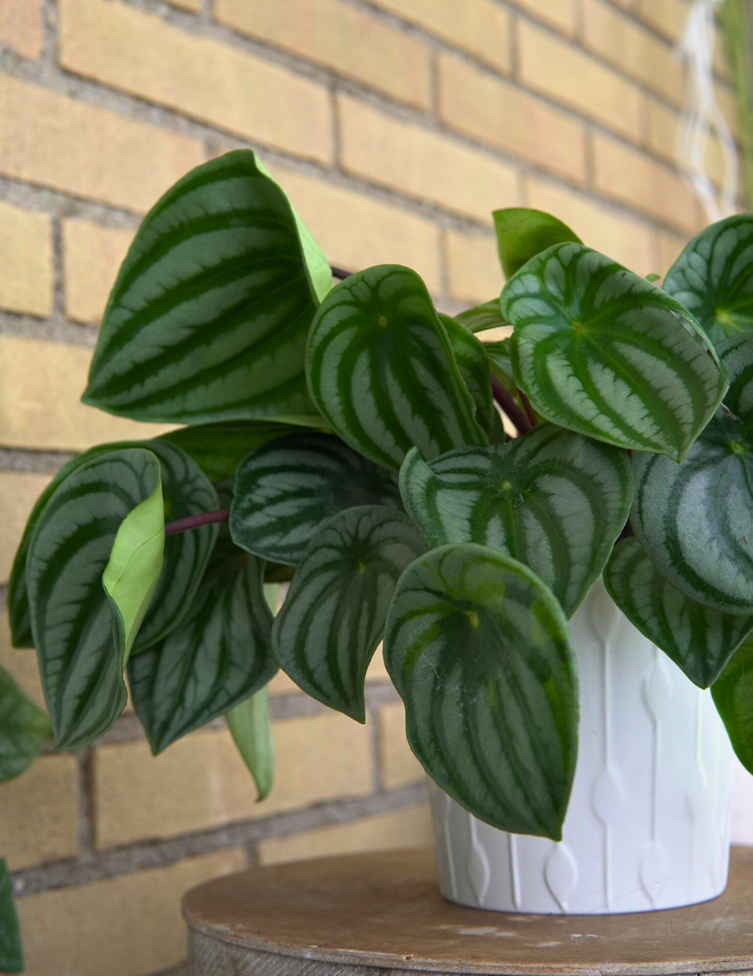 Peperomia Argyreia Watermelon