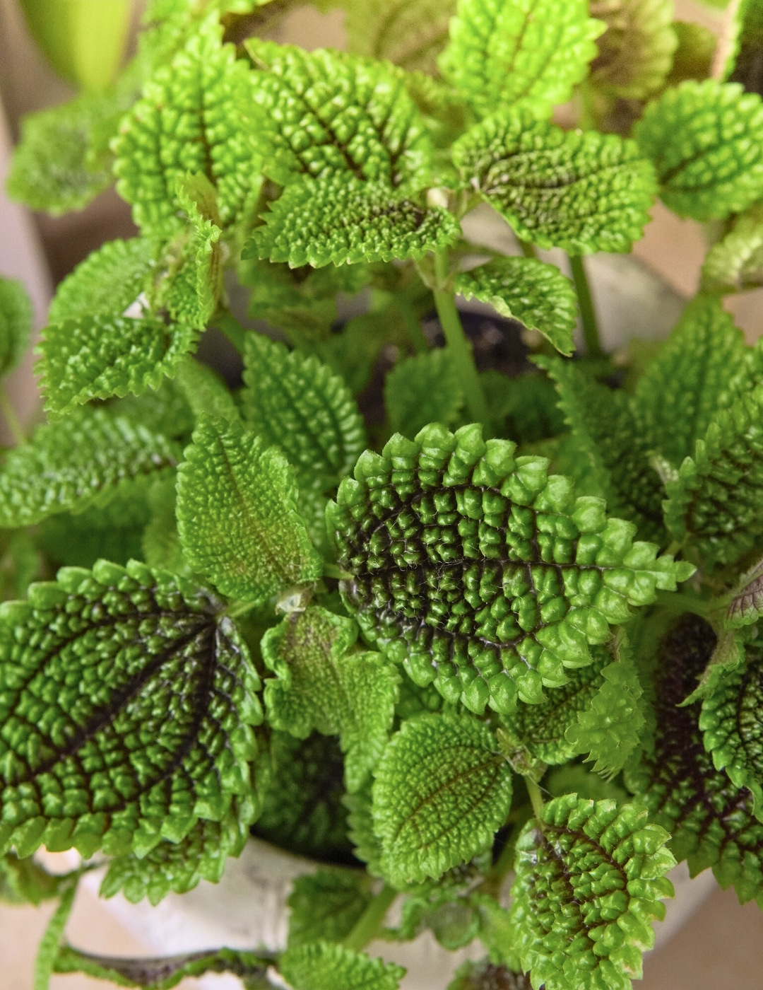 Pilea Mollis Moon Valley