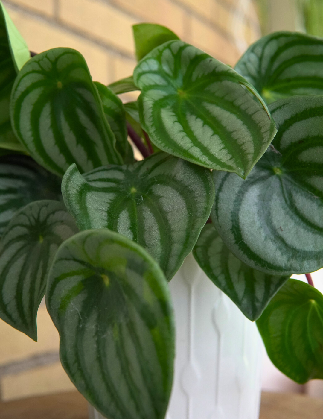 Peperomia Argyreia Watermelon