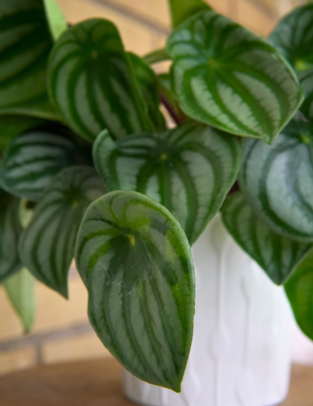 Peperomia Argyreia Watermelon