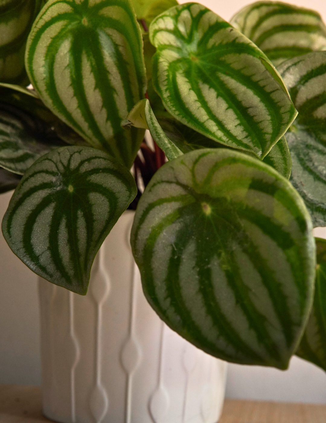 Peperomia Argyreia Watermelon