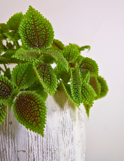 Pilea Mollis Moon Valley