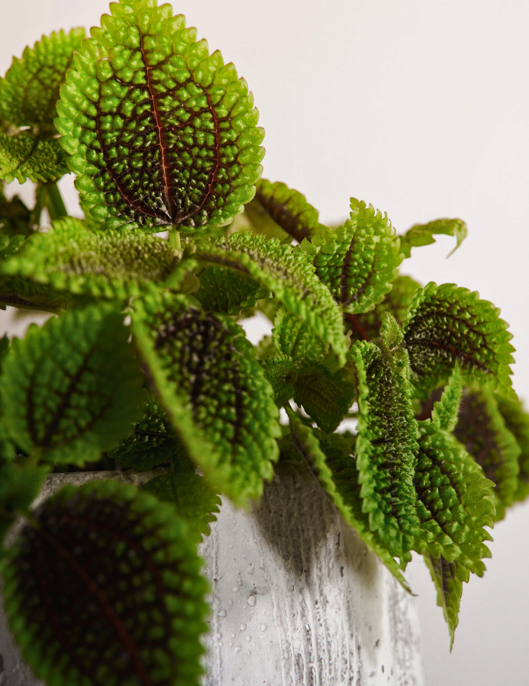 Pilea Mollis Moon Valley