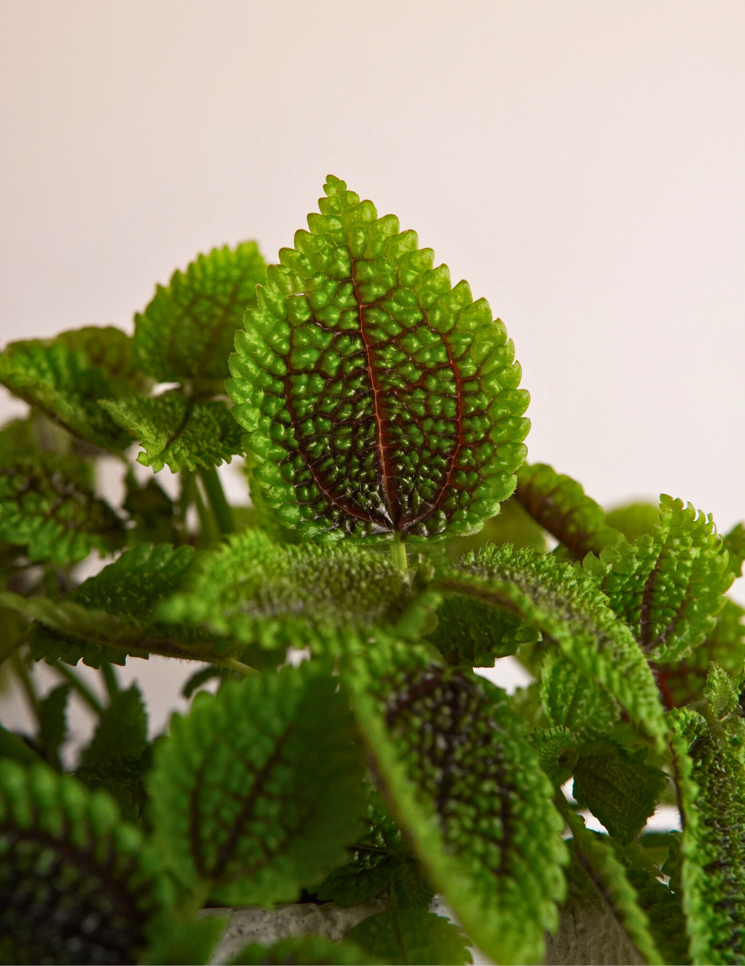 Pilea Mollis Moon Valley