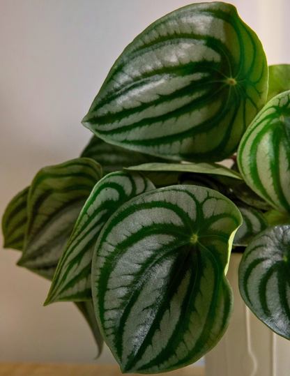 Peperomia Argyreia Watermelon