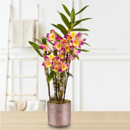 Dendrobium Oriental Smile