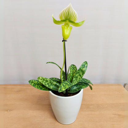 Paphiopedilum Maudiae