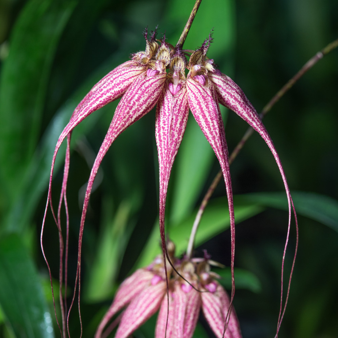 Bulbophyllum Elizabeth Ann