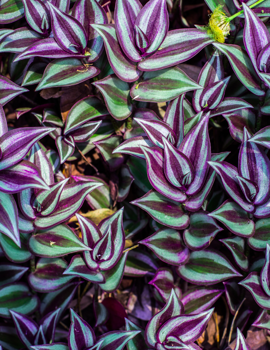 Tradescantia Zebrina Hill Ø18 Baschet