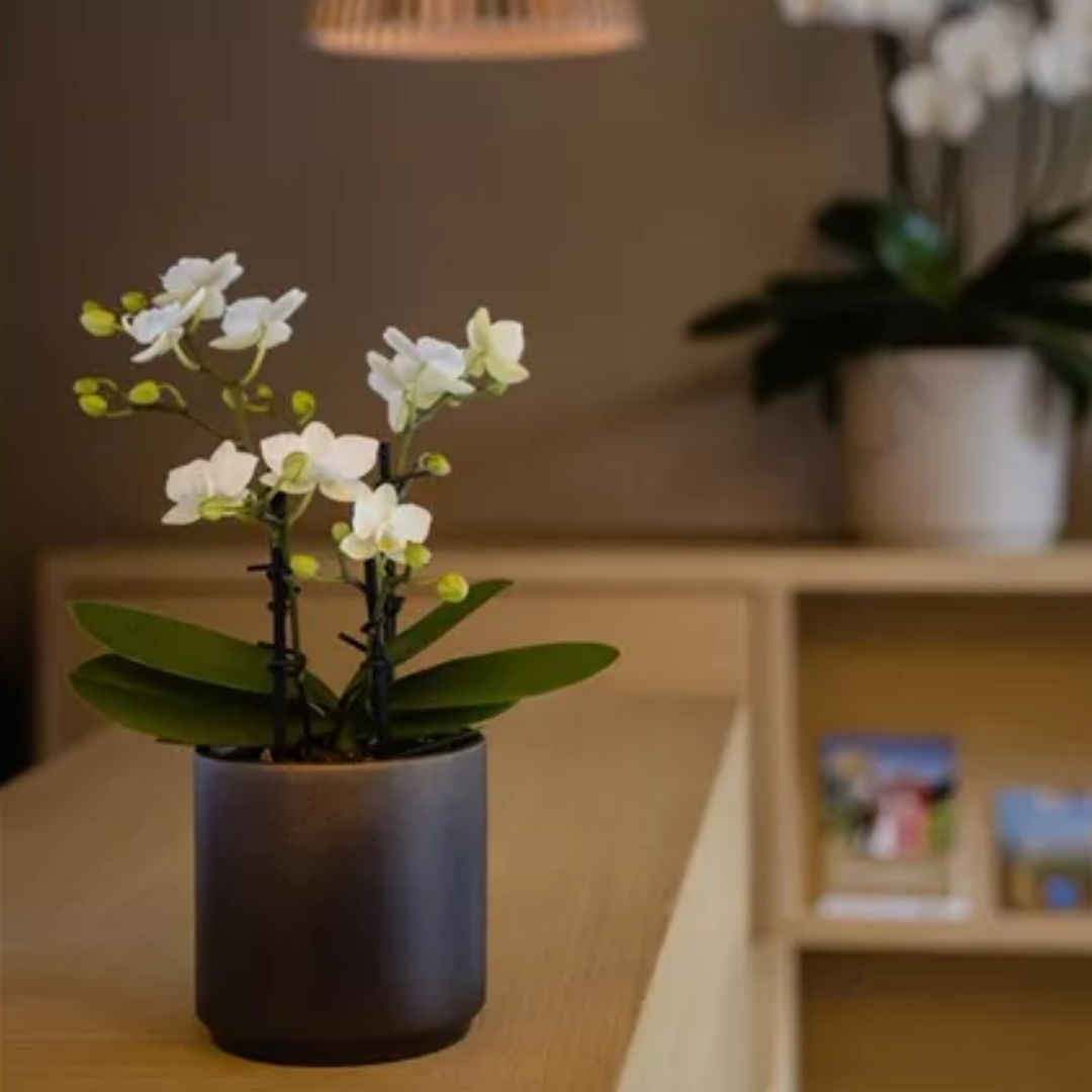 Phalaenopsis Cecilia Ø9