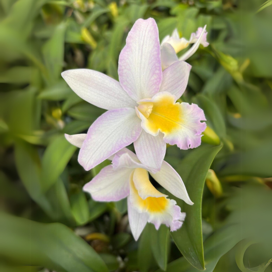 Cattleya Rita