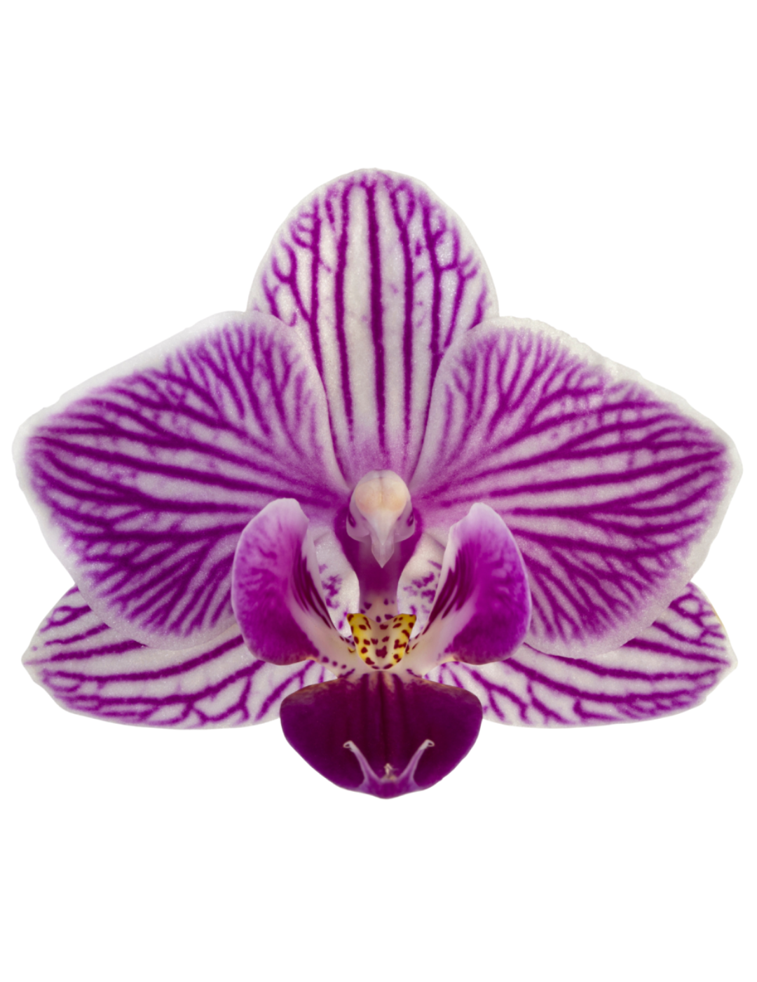 Phalaenopsis Lollipop Ø9