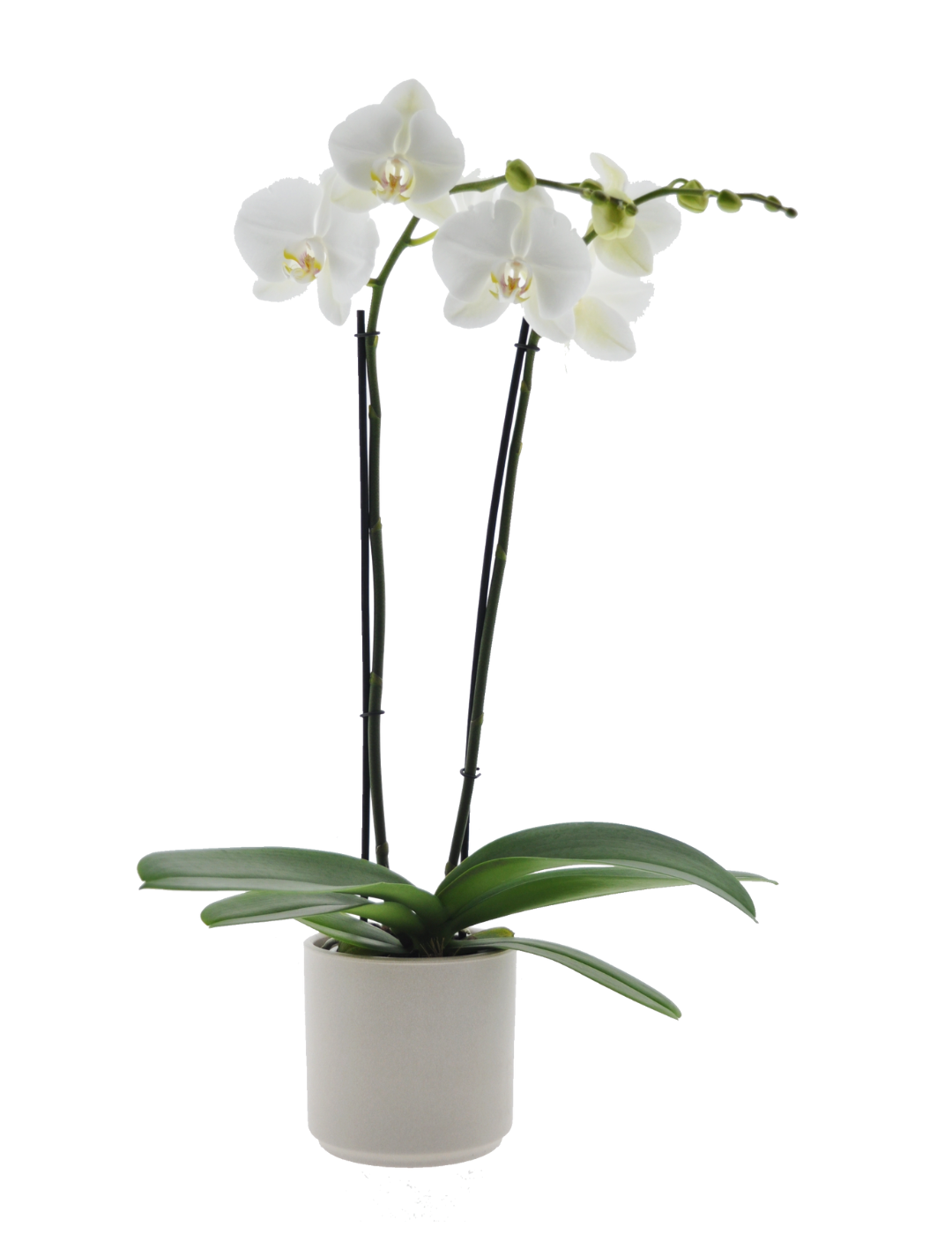 Phalaenopsis Springtime Ø12