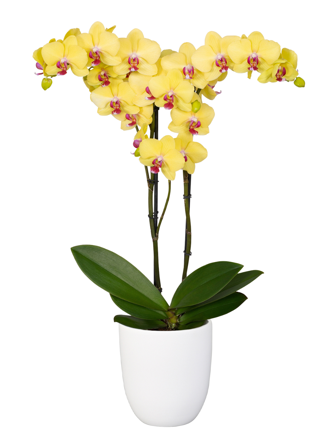 Phalaenopsis Giorgia Ø12