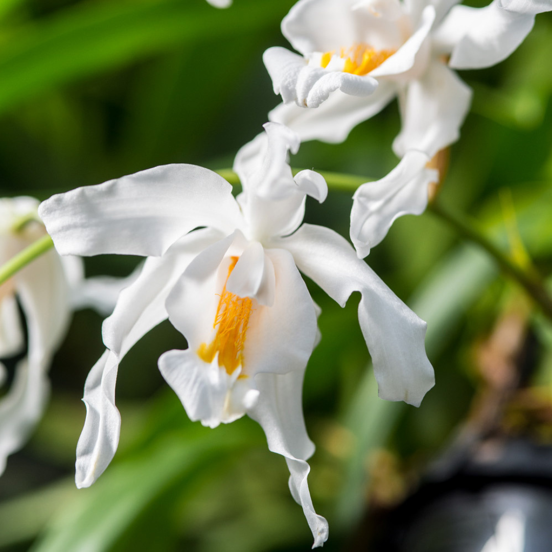 Coelogyne Cristata