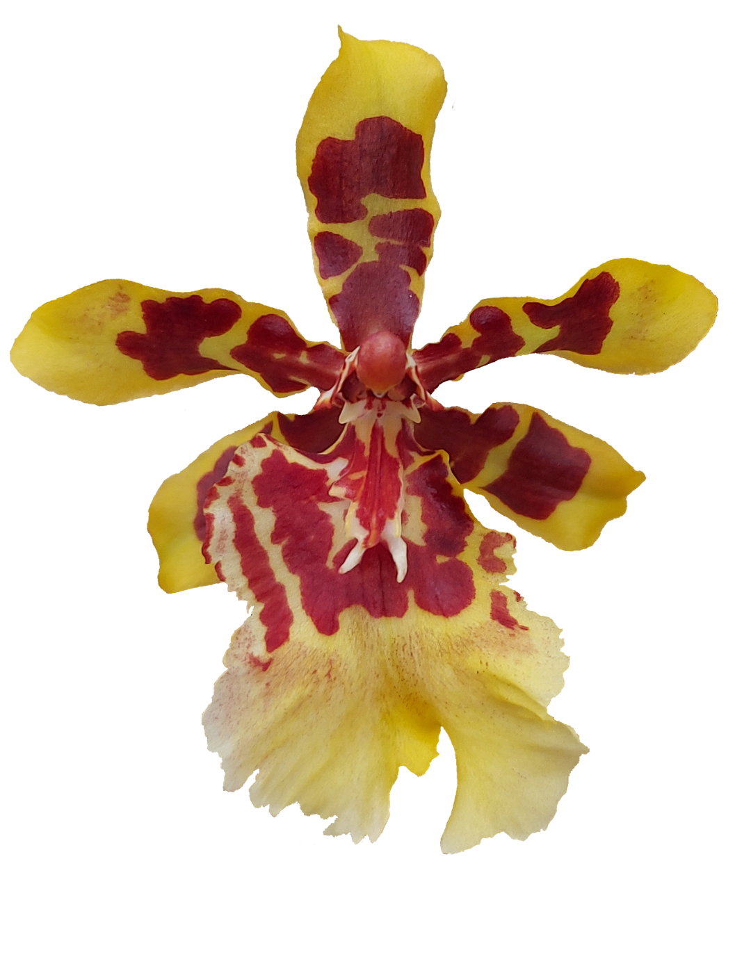 Colmanara Yellow Star