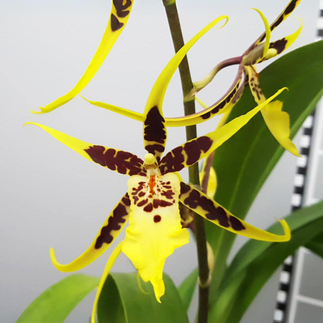 Brassia Flormat