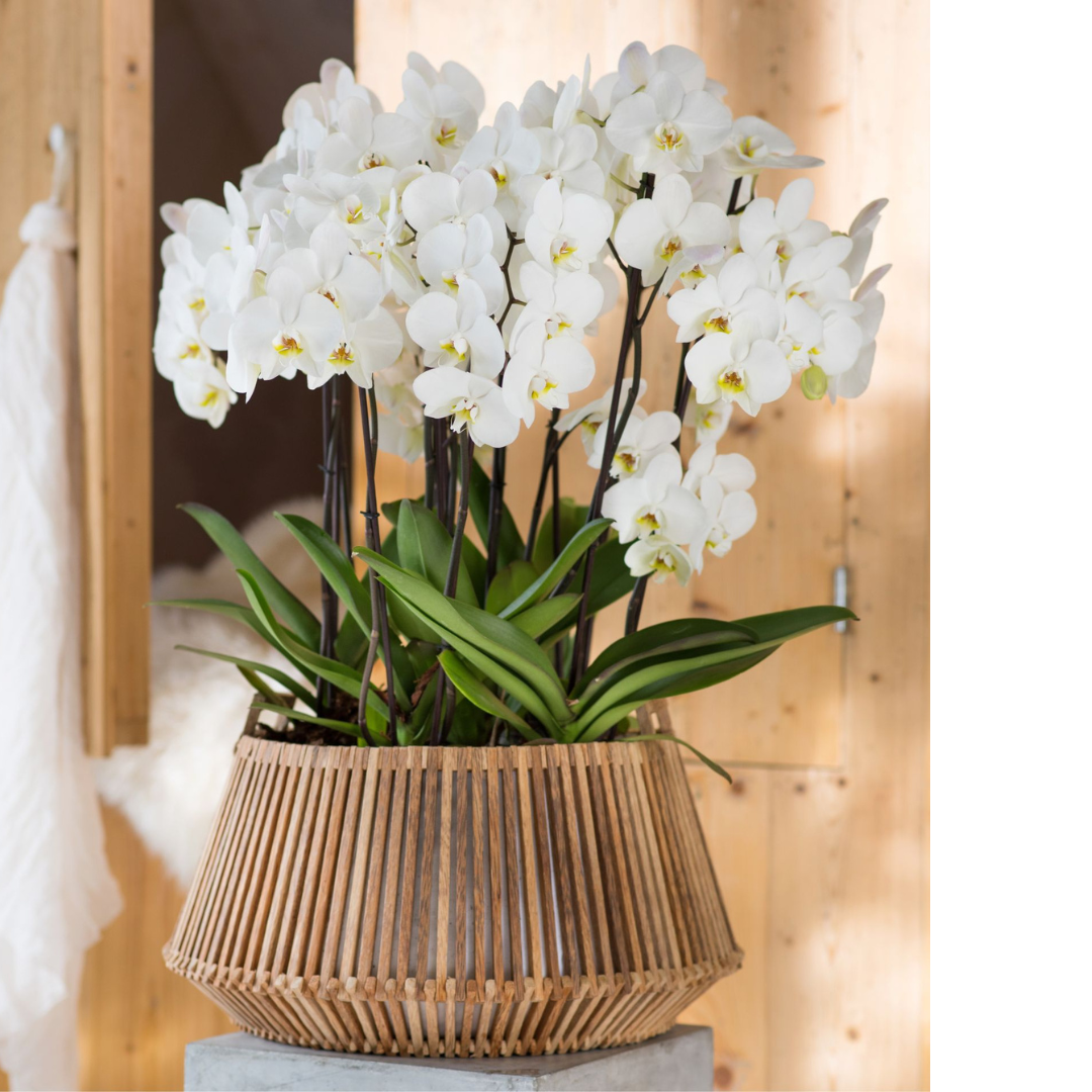 Phalaenopsis Leeds Ø12
