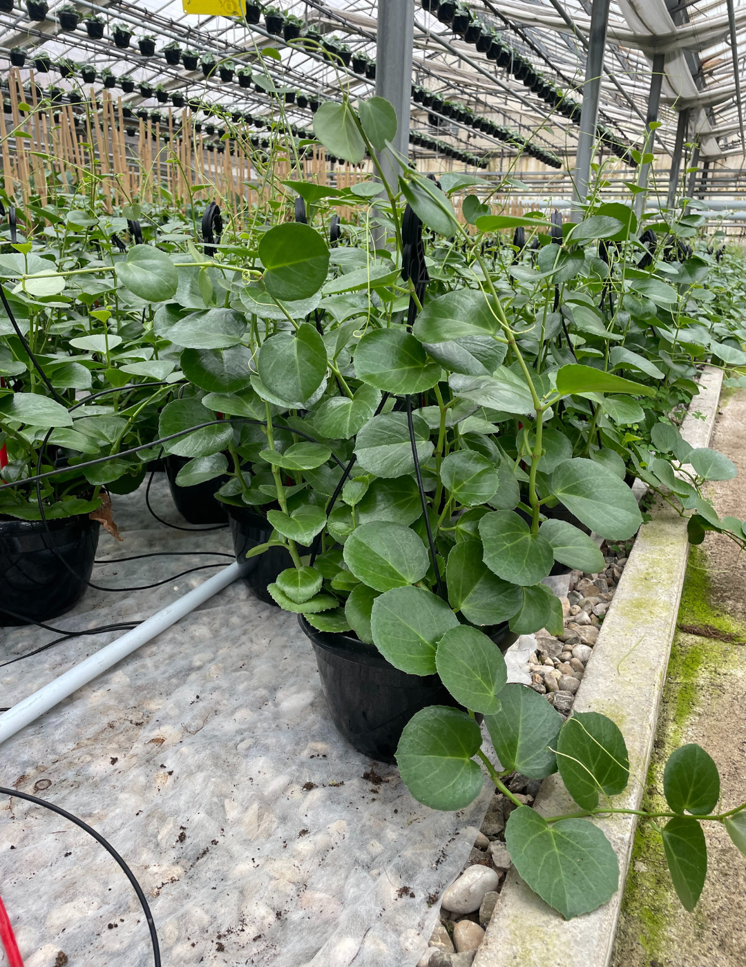 Cissus Rotundifolia