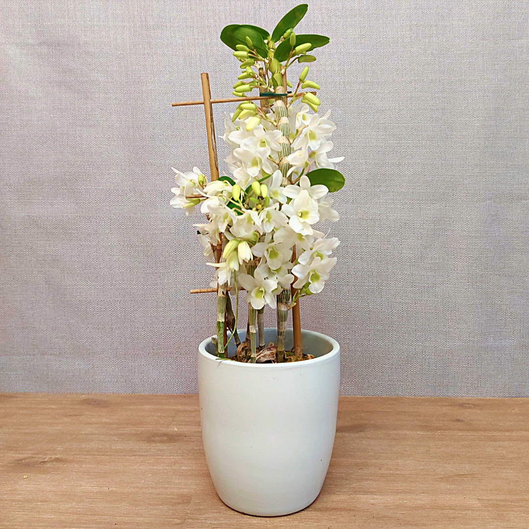 Dendrobium Baby Love Pocket