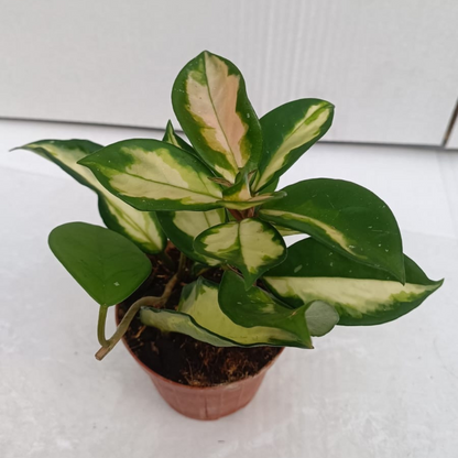Hoya Carnosa Tricolor Ø9