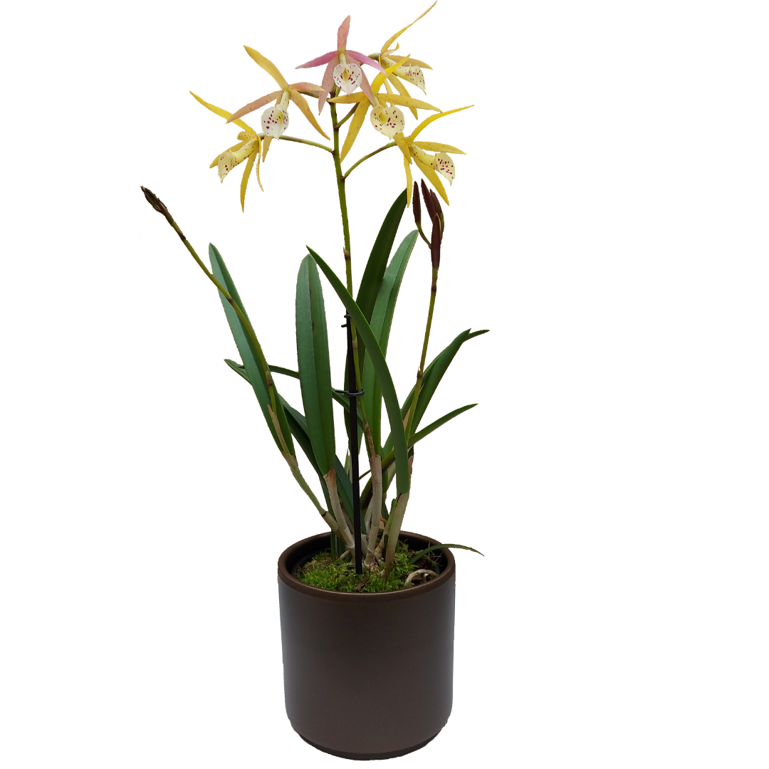 Cattleya Yellow Bird