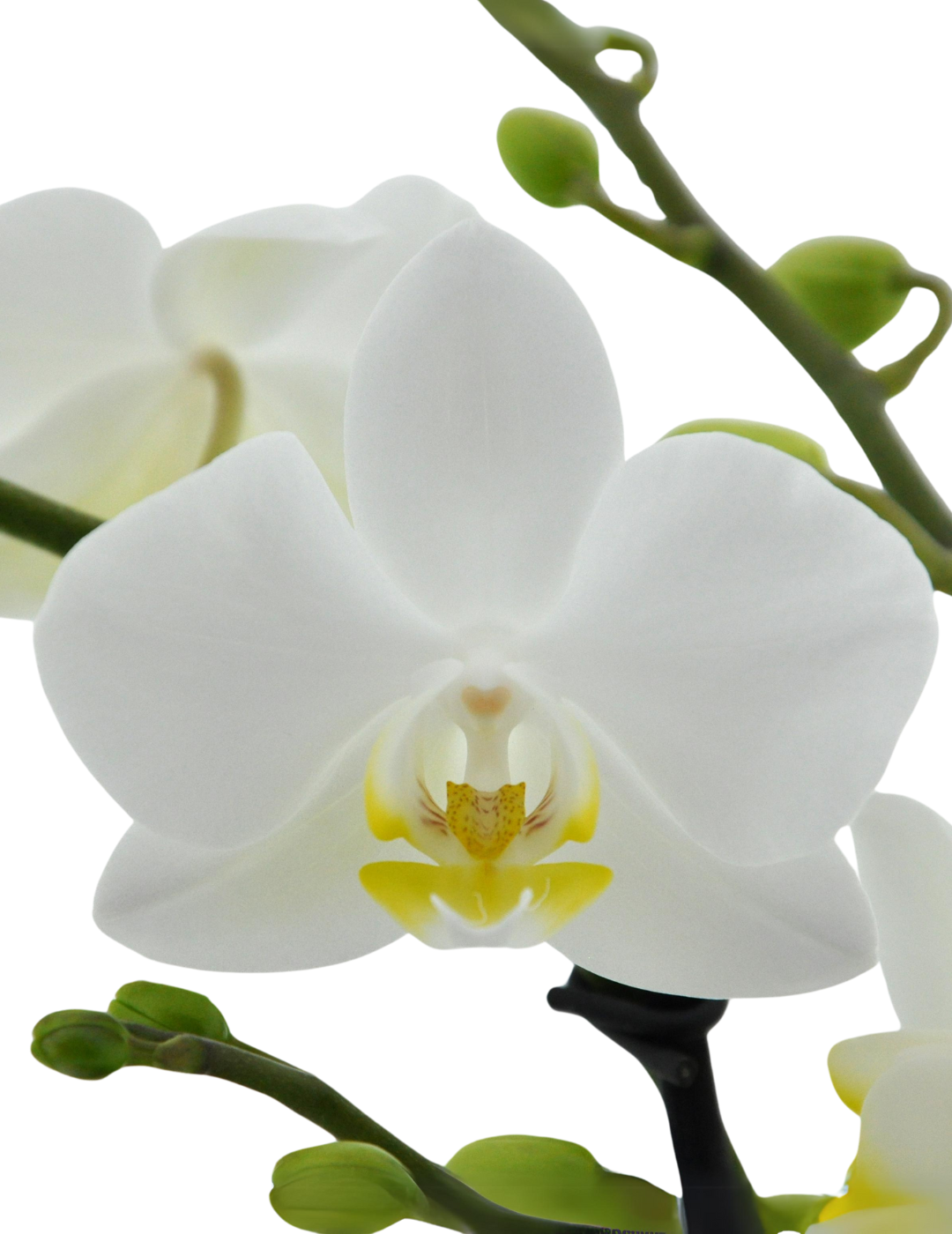 Phalaenopsis Florion Ø9