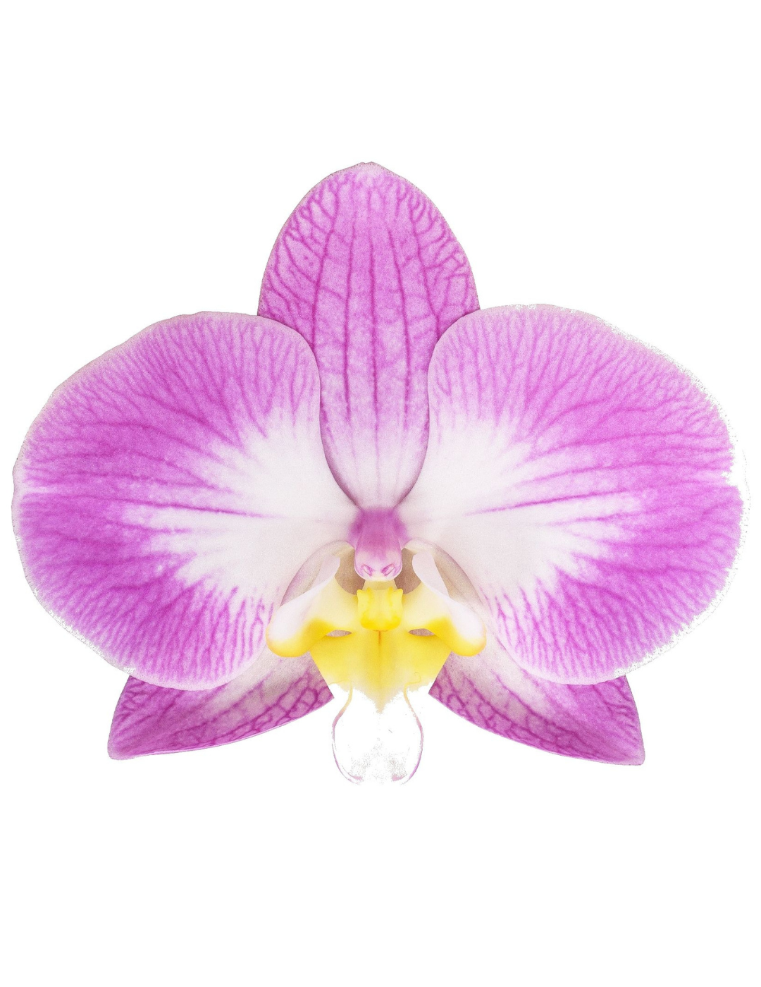 Phalaenopsis Sunca Split