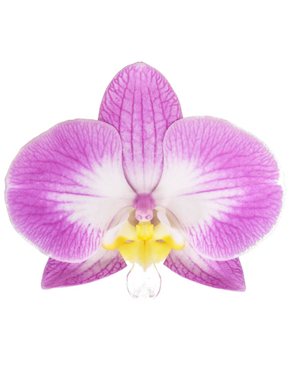 Phalaenopsis Sunca Split