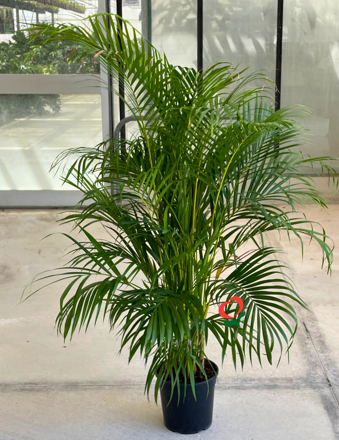 Areca Lutescens