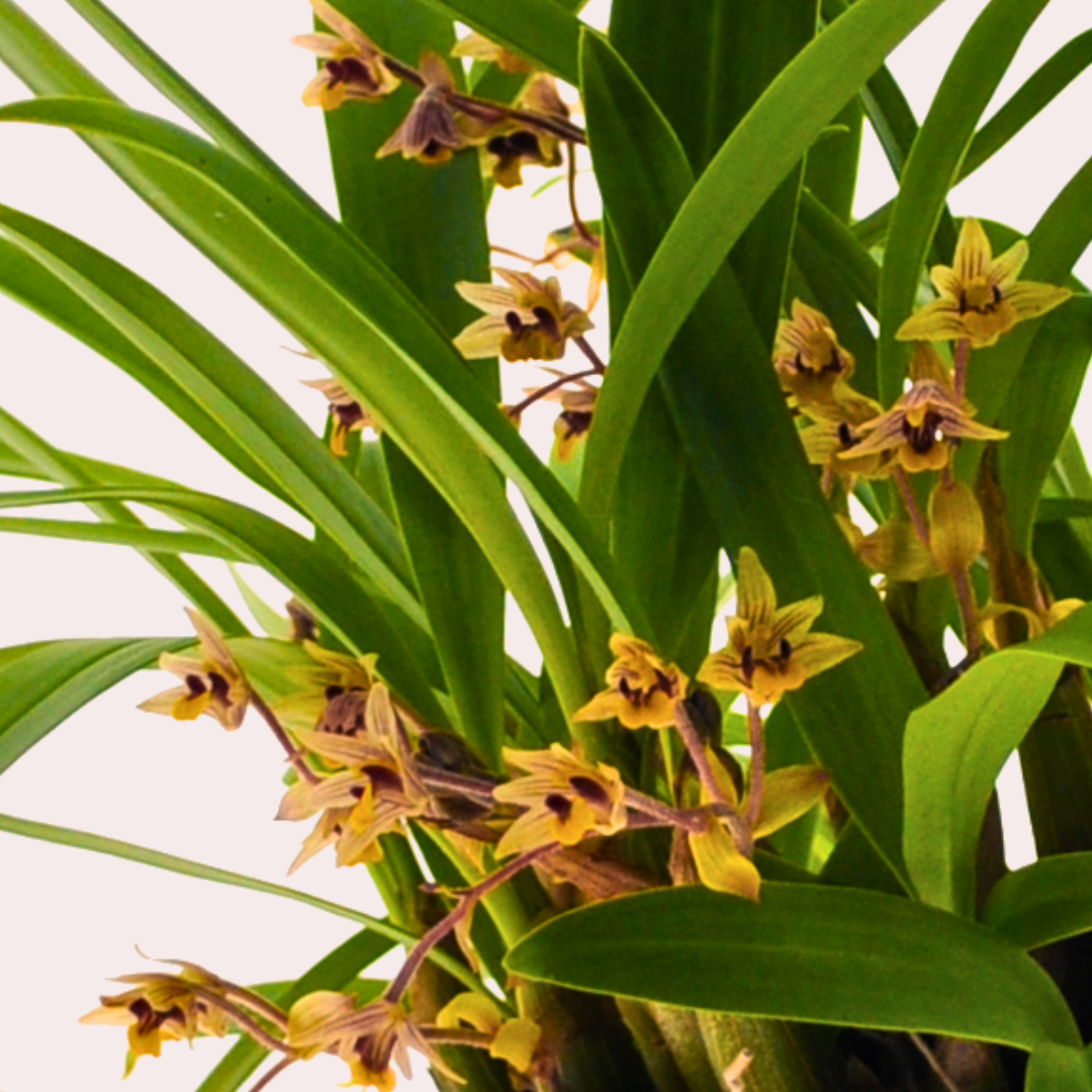 Dendrobium Leonie