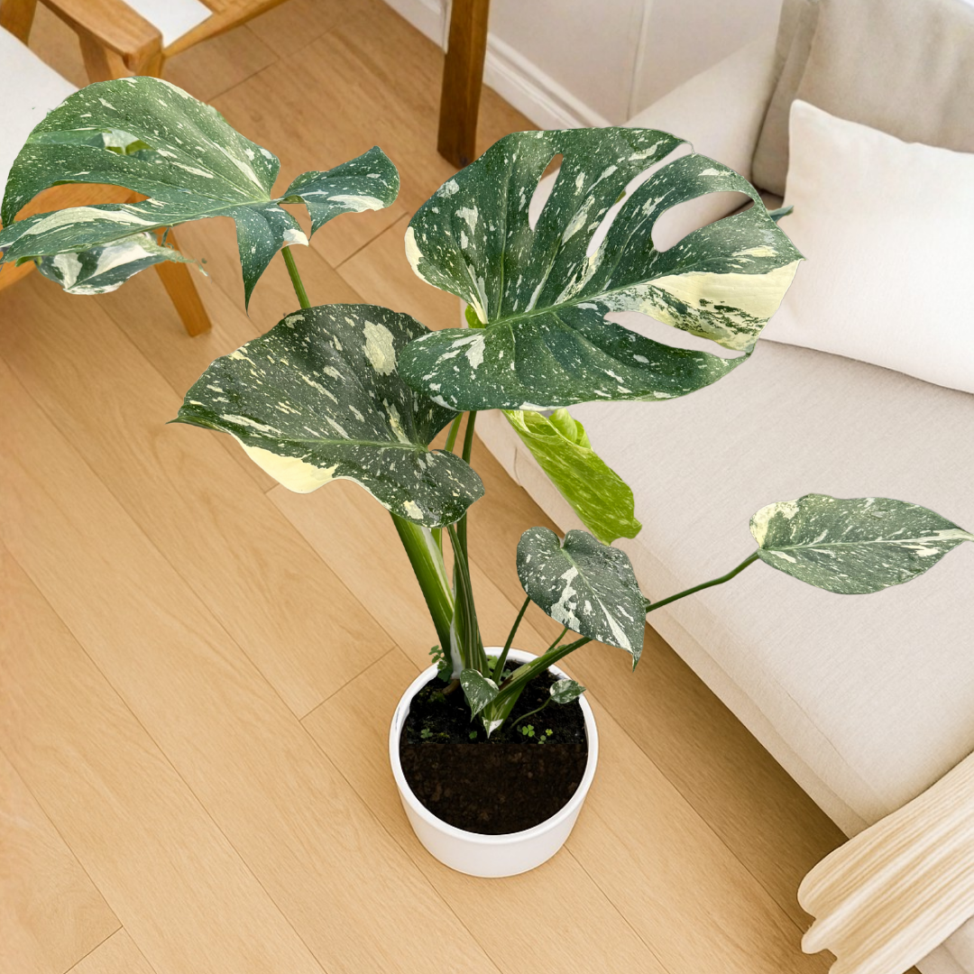 Monstera Thai Constellation
