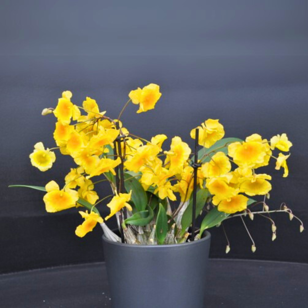 Dendrobium Aggregatum