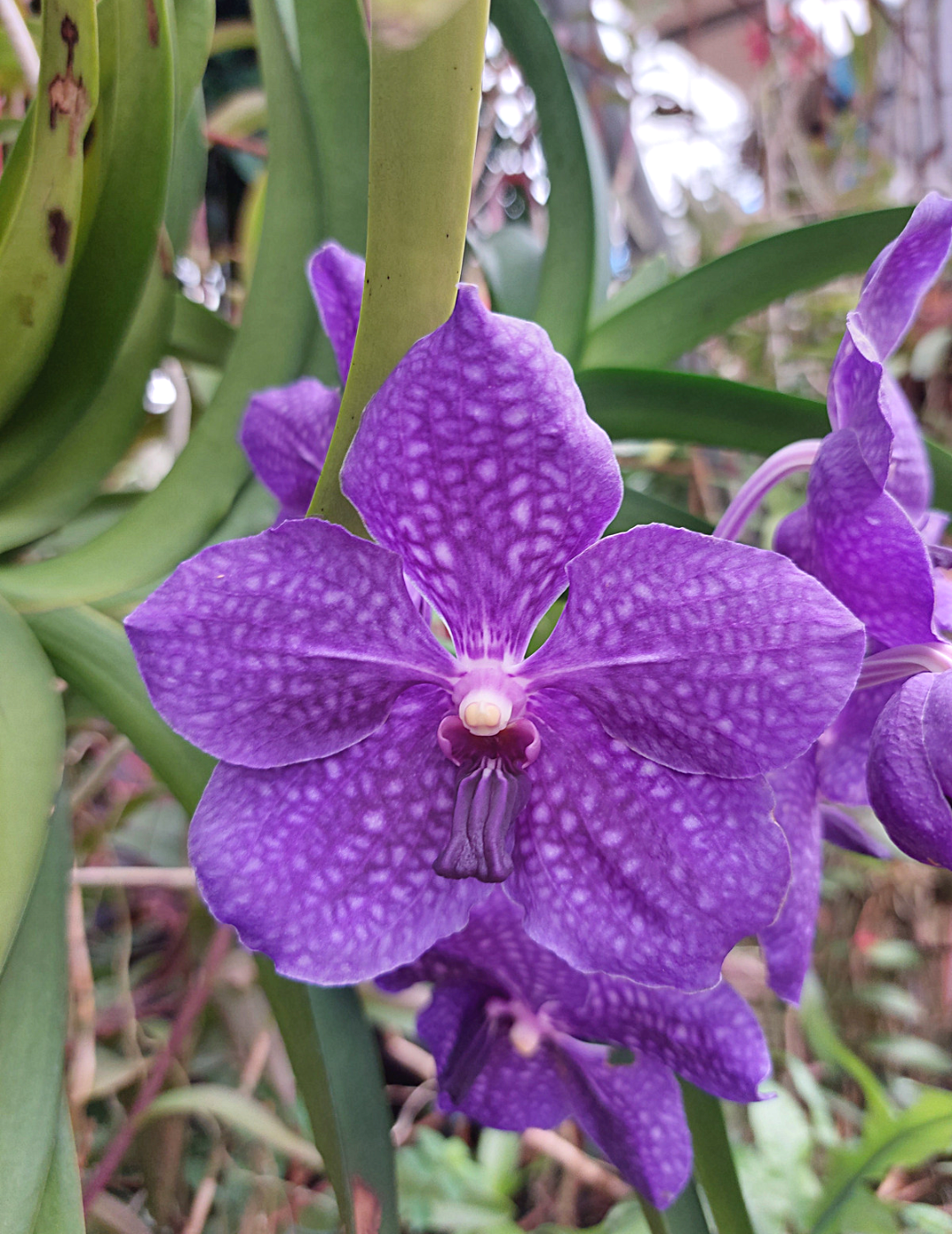 Vanda