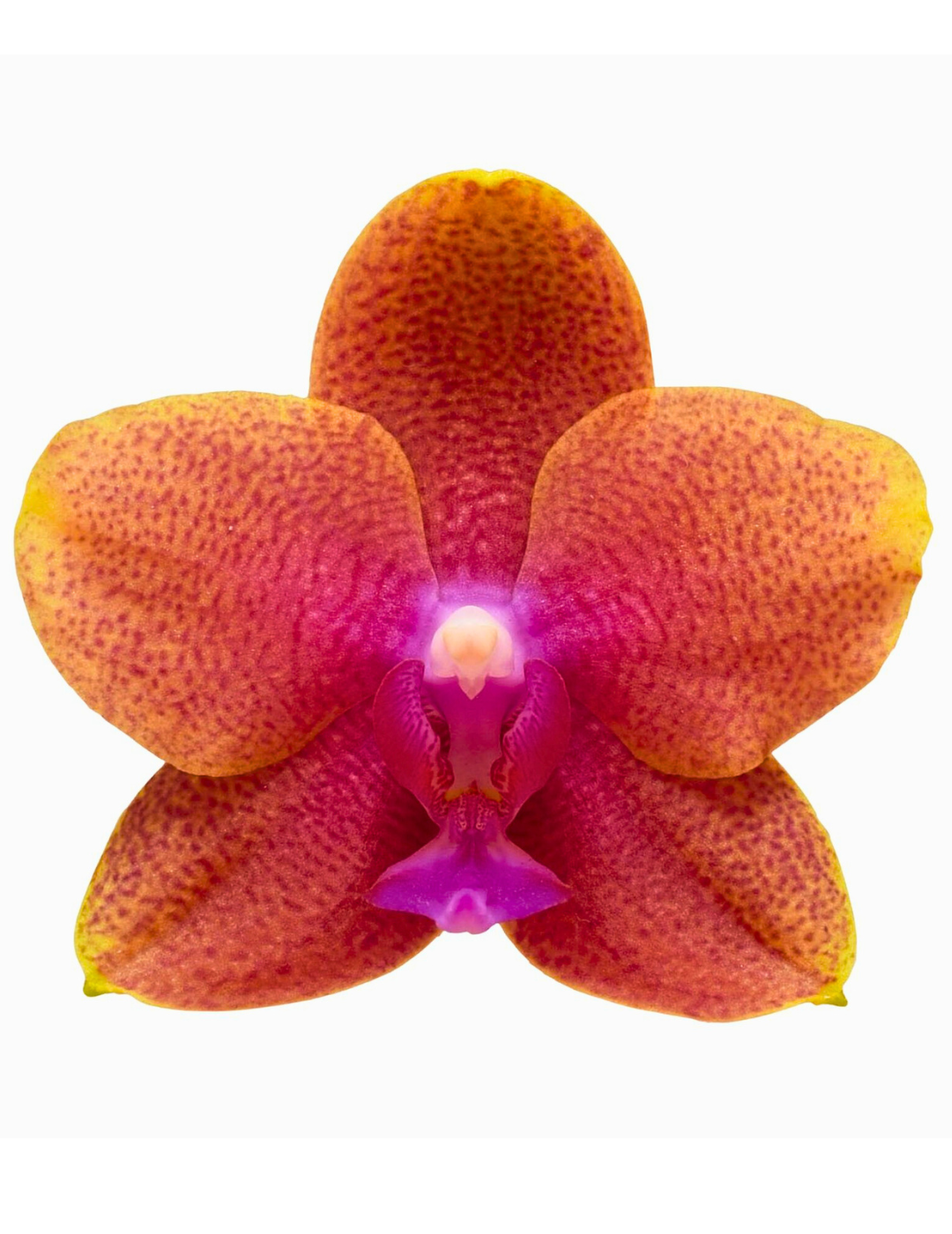 Phalaenopsis Bolgheri Ø9