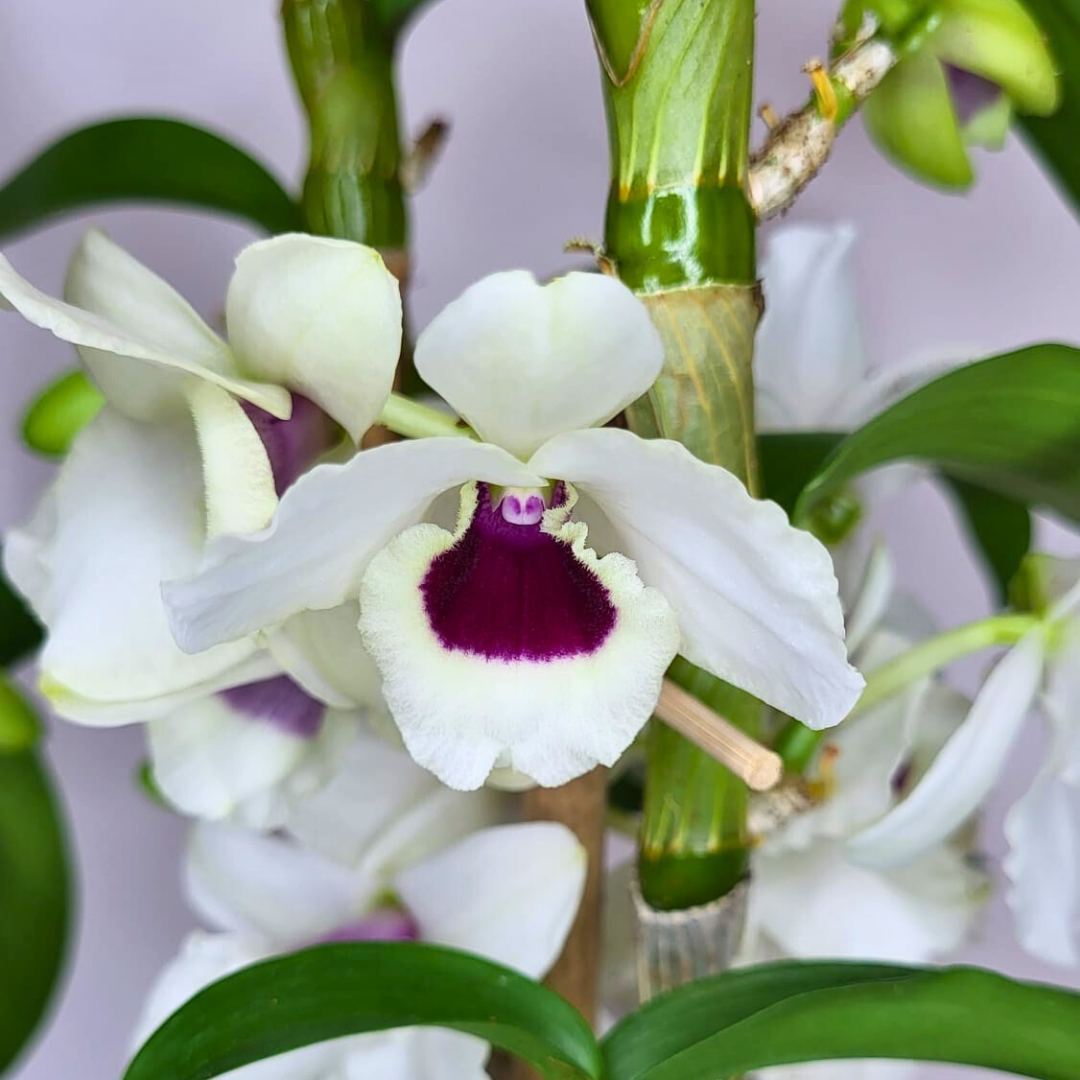 Dendrobium Diamond