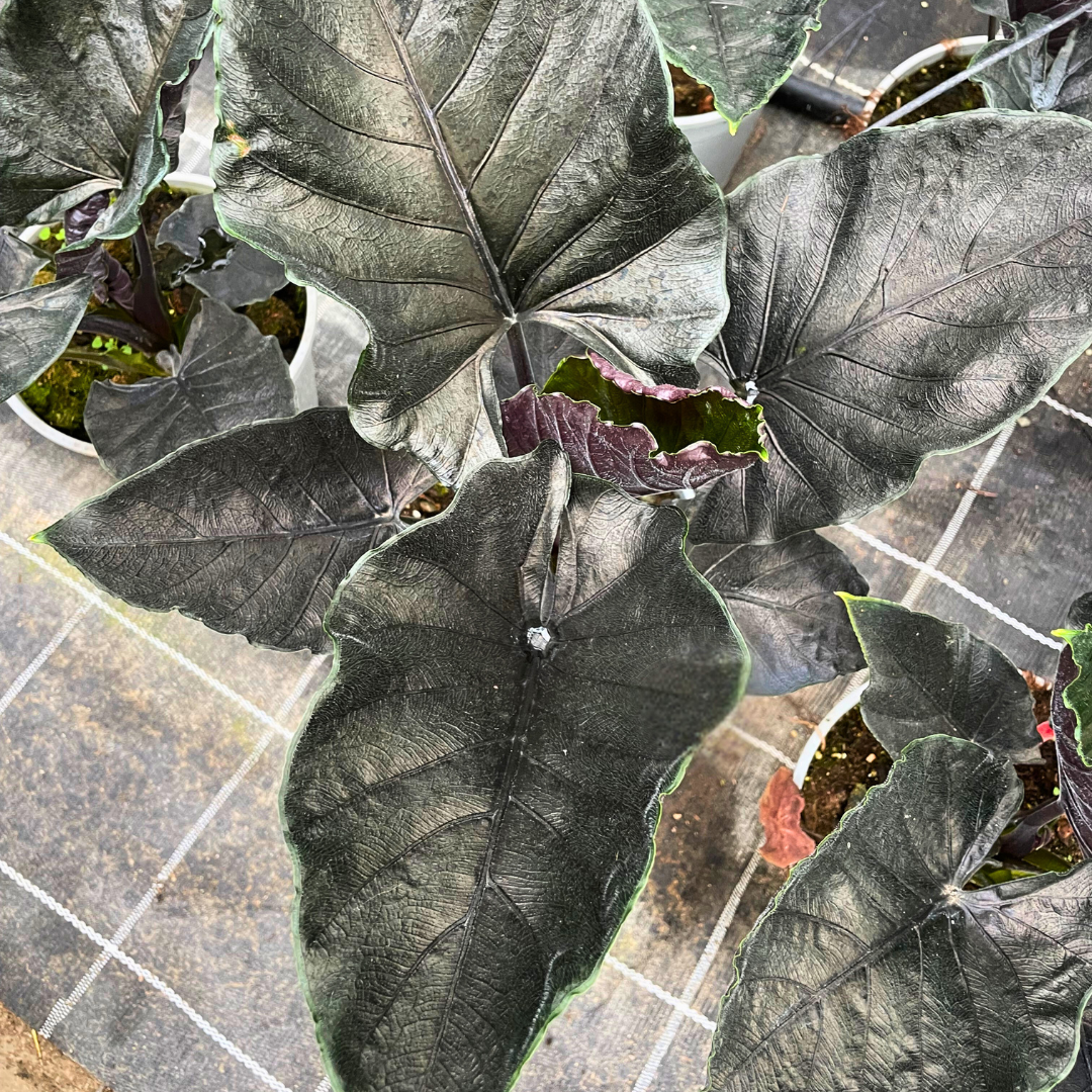 Alocasia Antoro Velvet