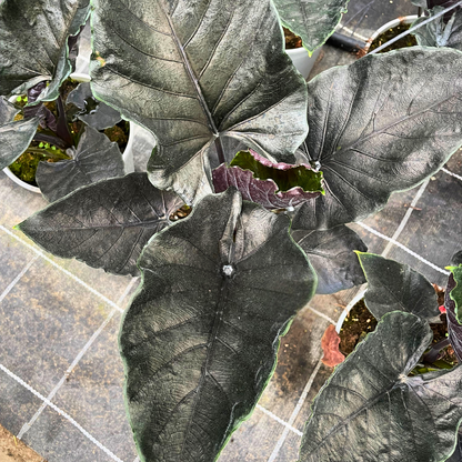 Alocasia Antoro Velvet
