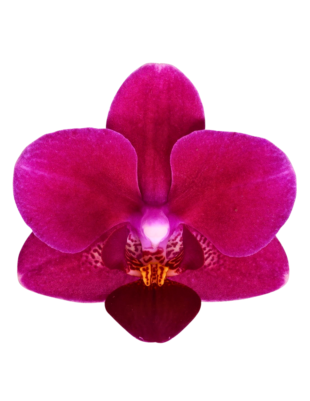 Phalaenopsis Chamonix Ø9