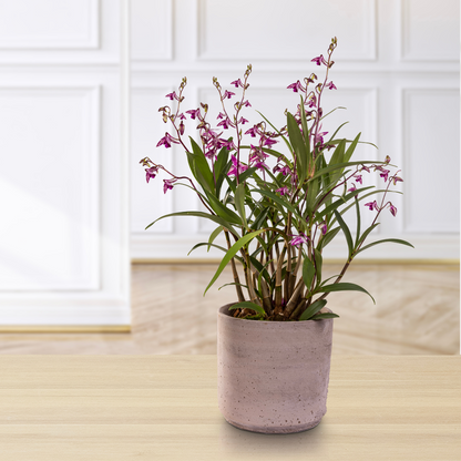 Dendrobium Kingianum Splash