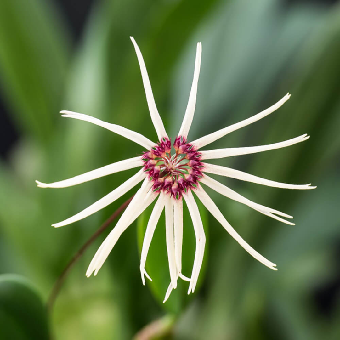 Bulbophyllum Makoyanum