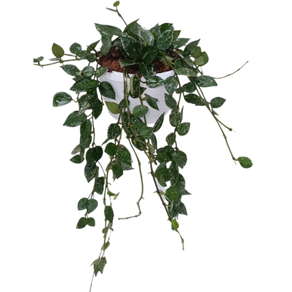 Hoya Tricolor Basket Ø14