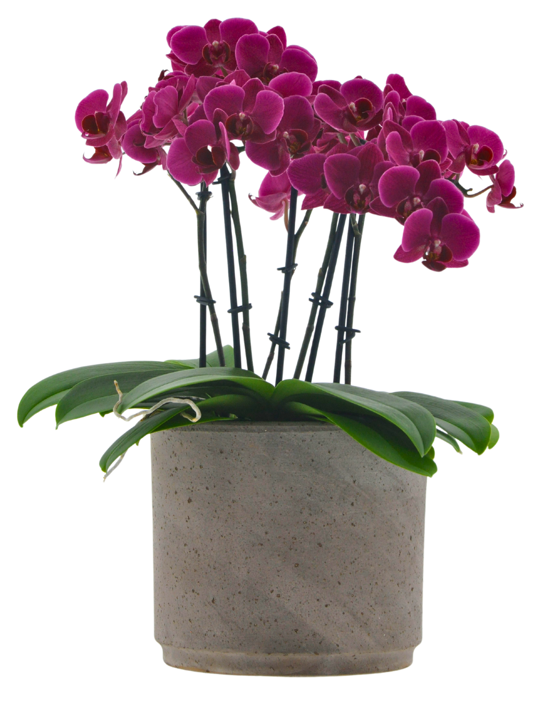 Phalaenopsis Mazzo di Fiori Ø14