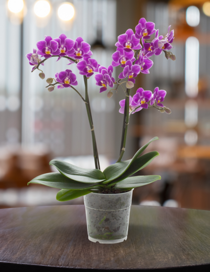 Phalaenopsis Mazzo di Fiori Ø14