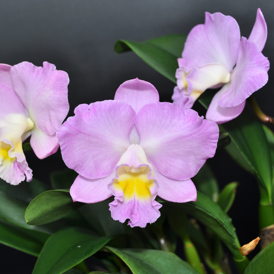 Cattleya Christmas Rose