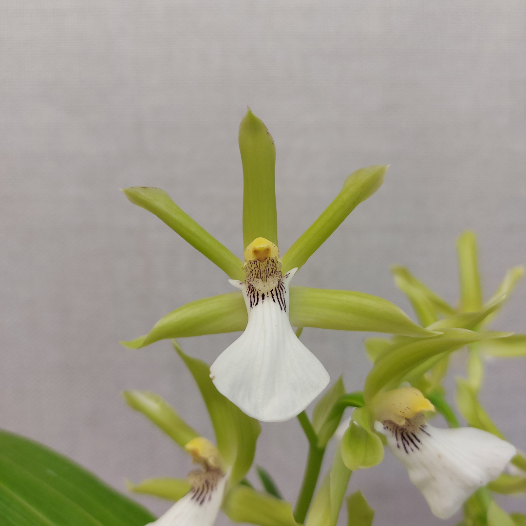 Zygopetalum Beate